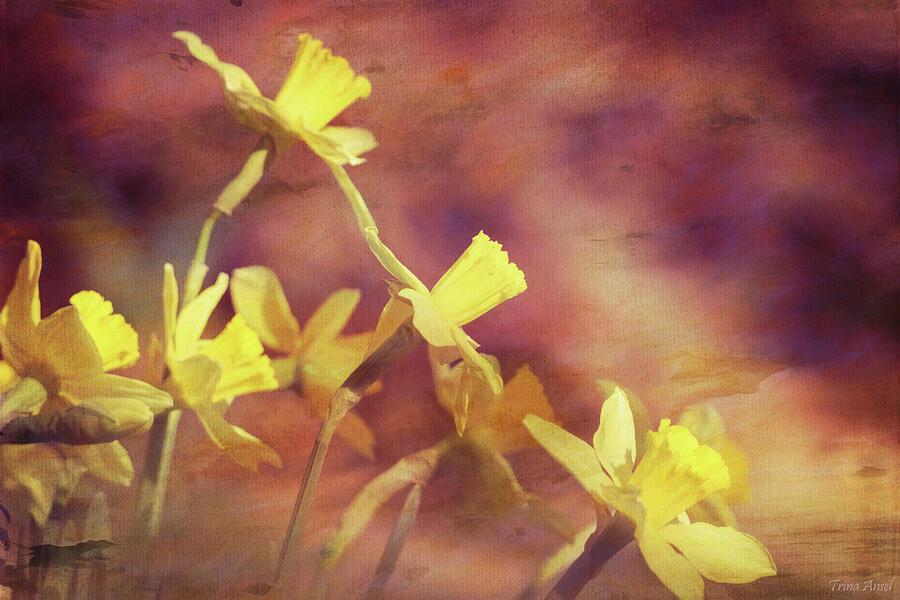 Flower Digital Art - Painted Daffodils by Trina Ansel