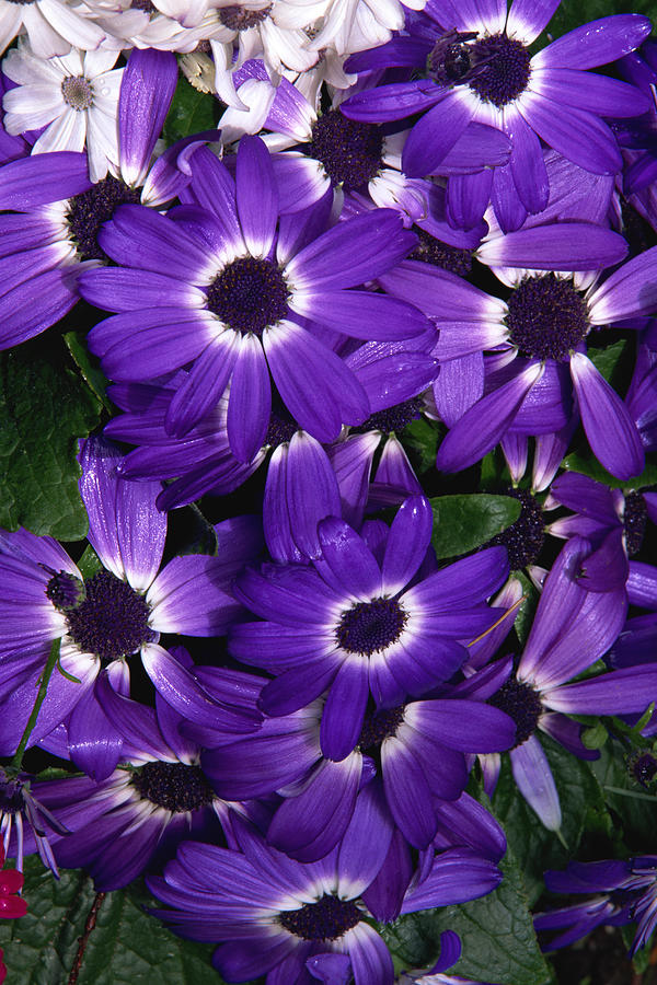Painted daisies Photograph by Comstock Images