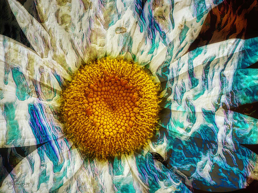 Painted Daisy Photograph by Kelly Larson