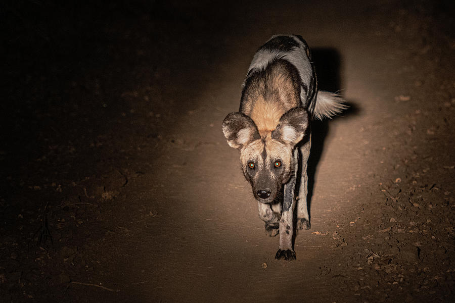 Painted dog at night Photograph by ROAR AFRICA by  Rockford Draper