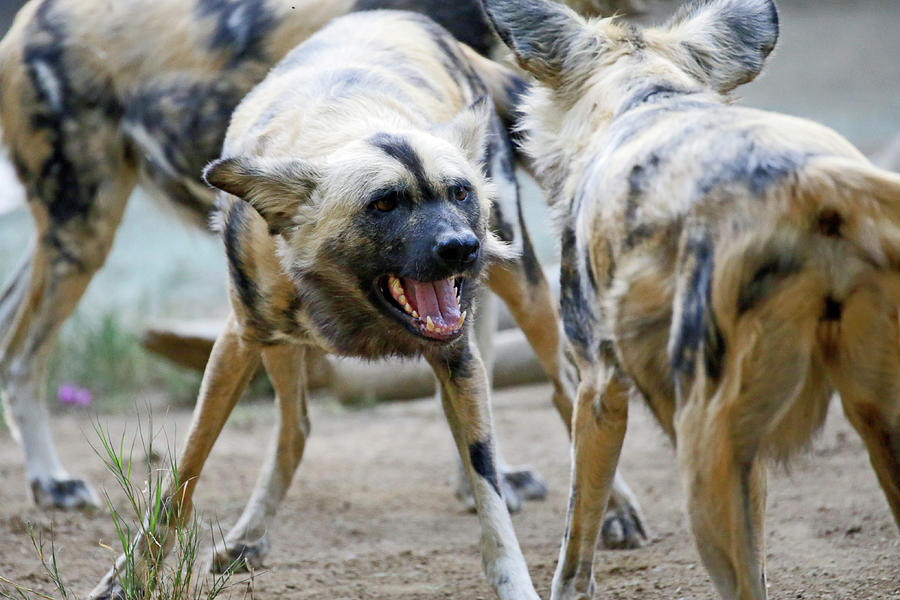 Painted Dog Faceoff Photograph