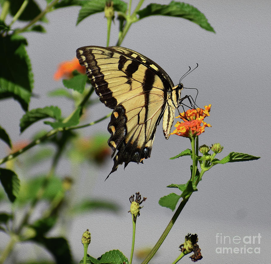 Butterfly Photograph - Painted Eastern Tiger Swallowtail 8x8 by Skip Willits