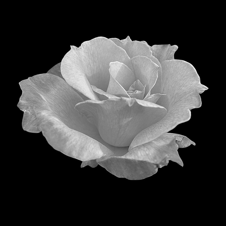 Painted Edge Petals on Black BW Photograph by Lee Darnell
