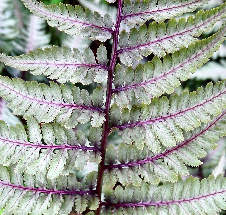 Painted Fern Photograph by Catherine Arcolio