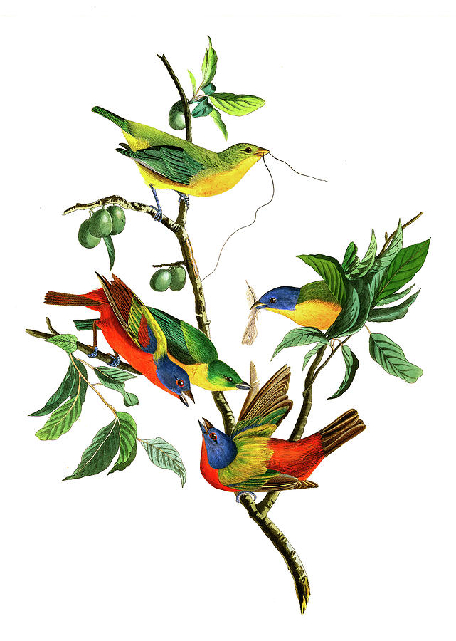 John James Audubon Painting - Painted Finch, Birds of America by John James Audubon