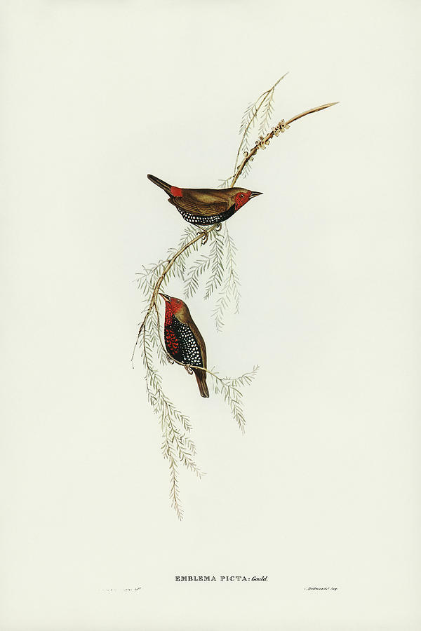 John Gould Drawing - Painted Finch, Emblema picta by John Gould