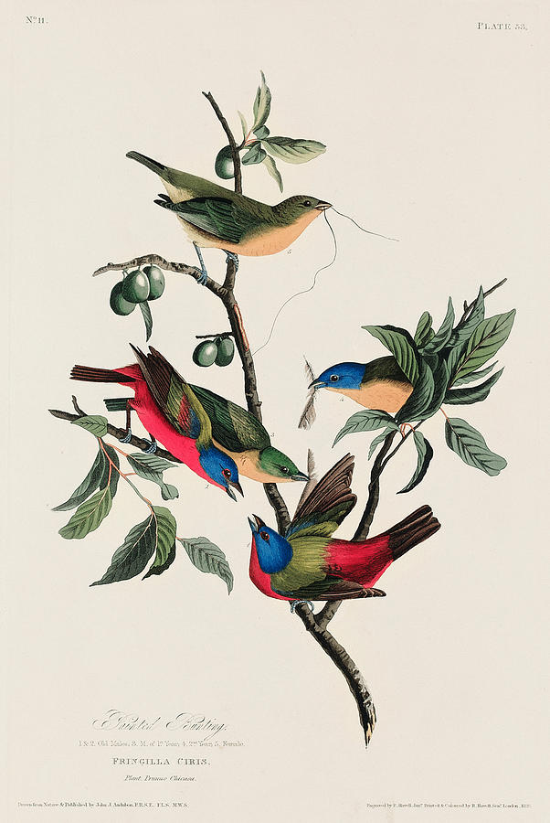 Painted Finch. John James Audubon Painting by World Art Collective