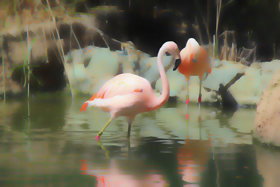 Painted Flamingos Pink Digital Art by Cathy Anderson