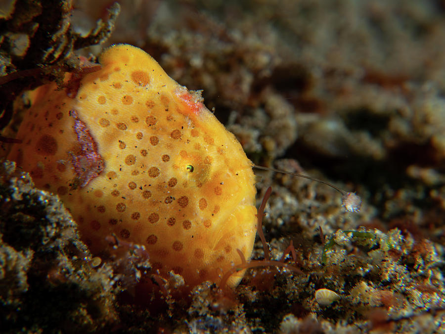 Painted Frogfish on the hunt Photograph by Brian Weber