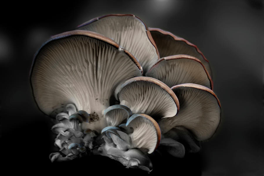 Painted Fungus Photograph by Wayne King