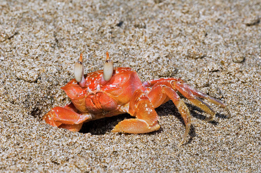 Painted Ghost Crab Photograph by Arterra Picture Library - Fine Art America