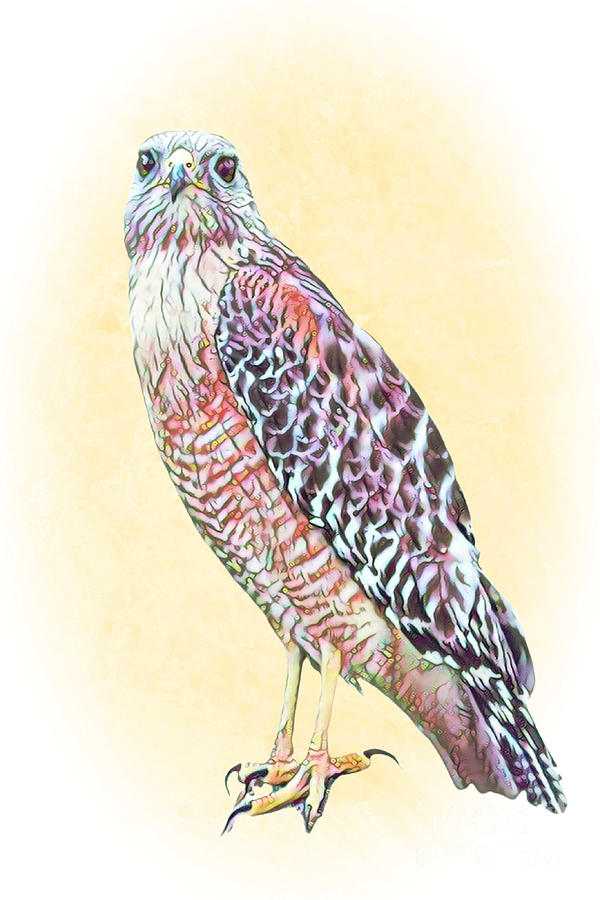 Painted Hawk Photograph
