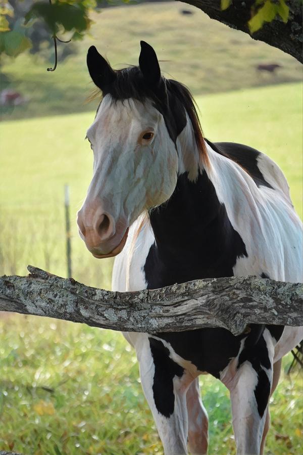 Painted Horse Photograph by Lauren Sage Painted Horse Photograph by Lauren Sage