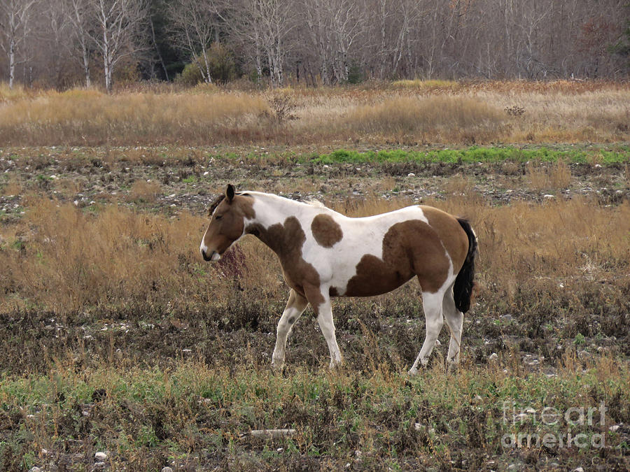 Painted Horse Photograph by Mary Mikawoz