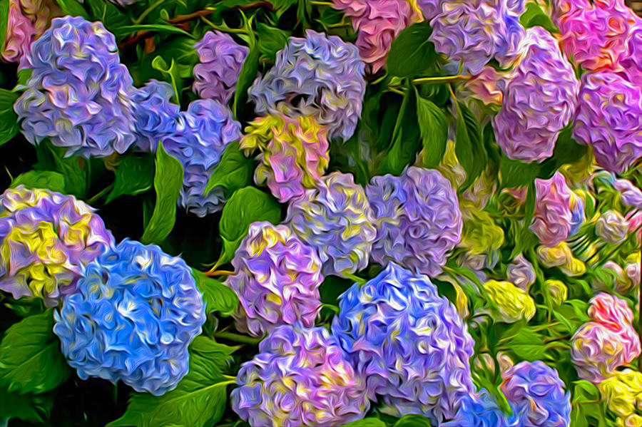 Painted Hydrangea Photograph by Jim Dollar