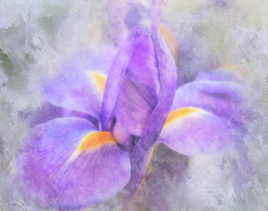 Painted Iris Bud Photograph by Teresa Wilson
