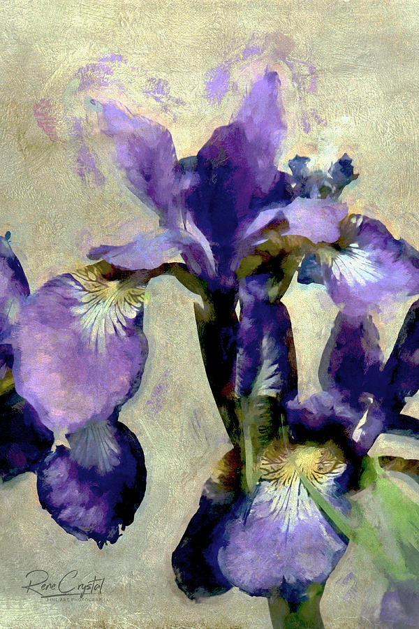 Painted Irises Photograph by Rene Crystal