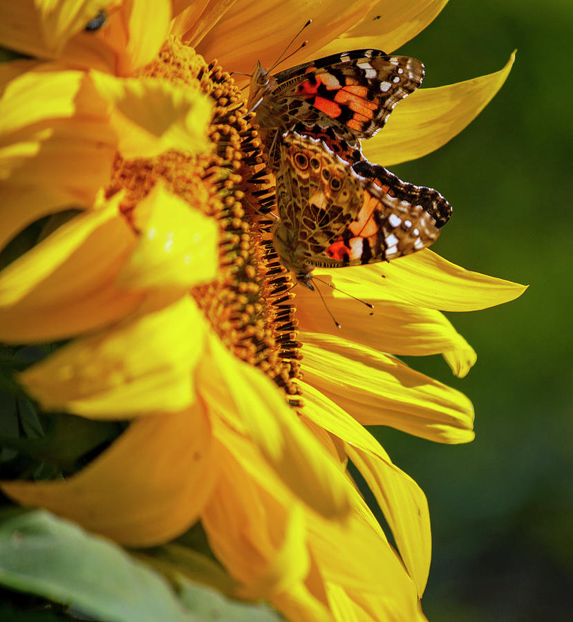 Painted Ladies on a Sunflower Photograph by John Duquette - Fine Art ...