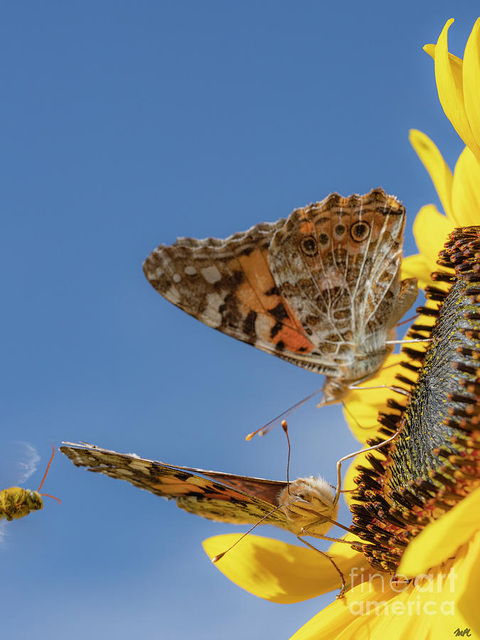 Insects Photograph - Painted Ladies with bee by Maresa Pryor-Luzier