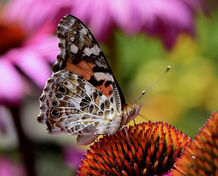 Painted Lady and Coneflower Photograph by Lynn Hunt