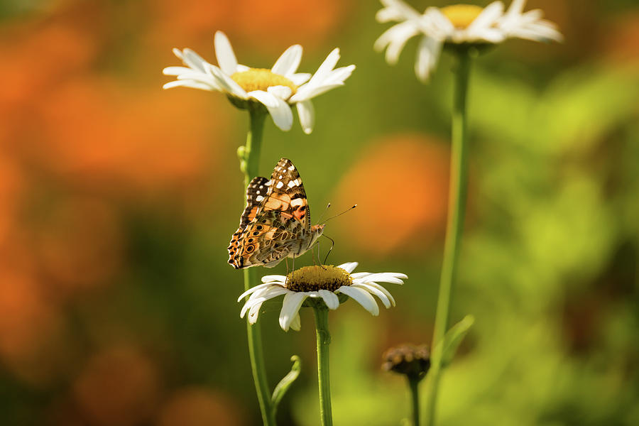 Painted Lady Butterfly and Oxeye Daisies Photograph by Rachel Morrison