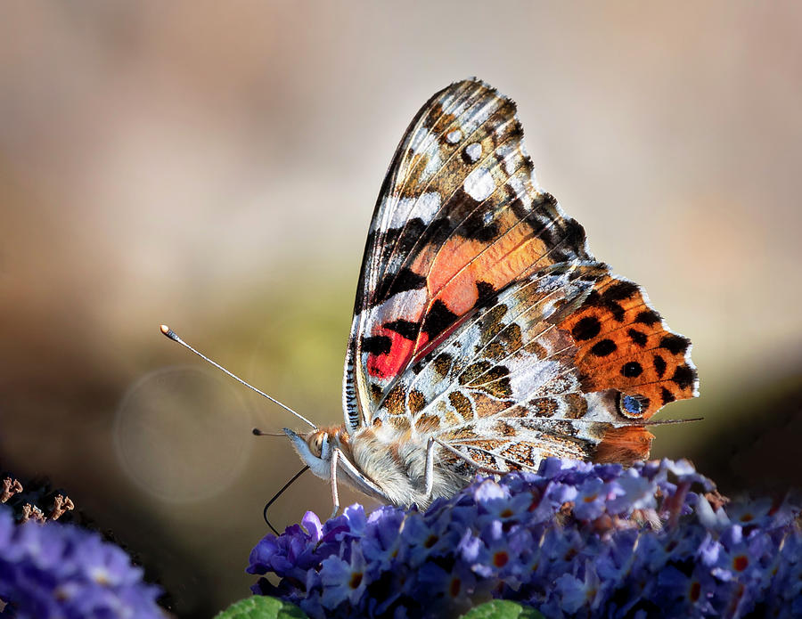 Painted Lady Butterfly Photograph by Angie Mossburg