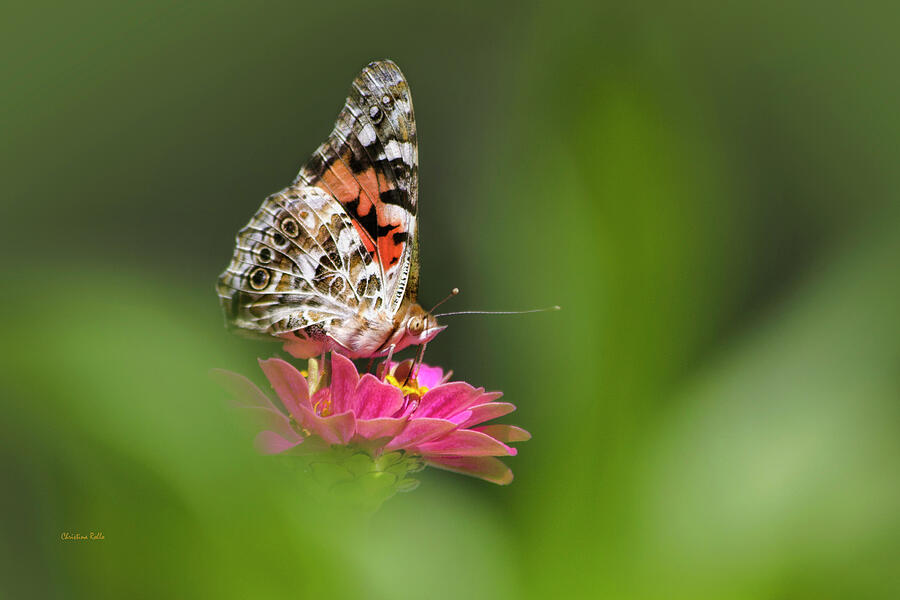 Butterfly Photograph - Painted Lady Butterfly At Rest by Christina Rollo