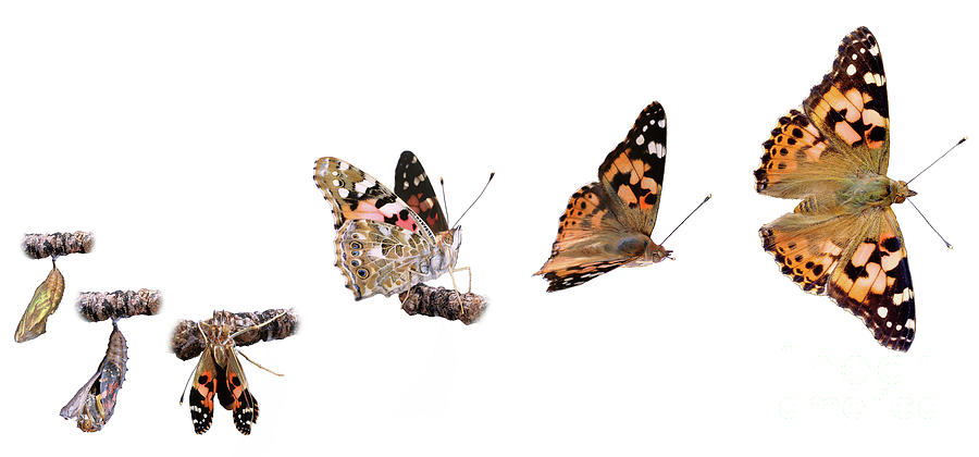 Painted Lady Butterfly Emergence Photograph by Warren Photographic