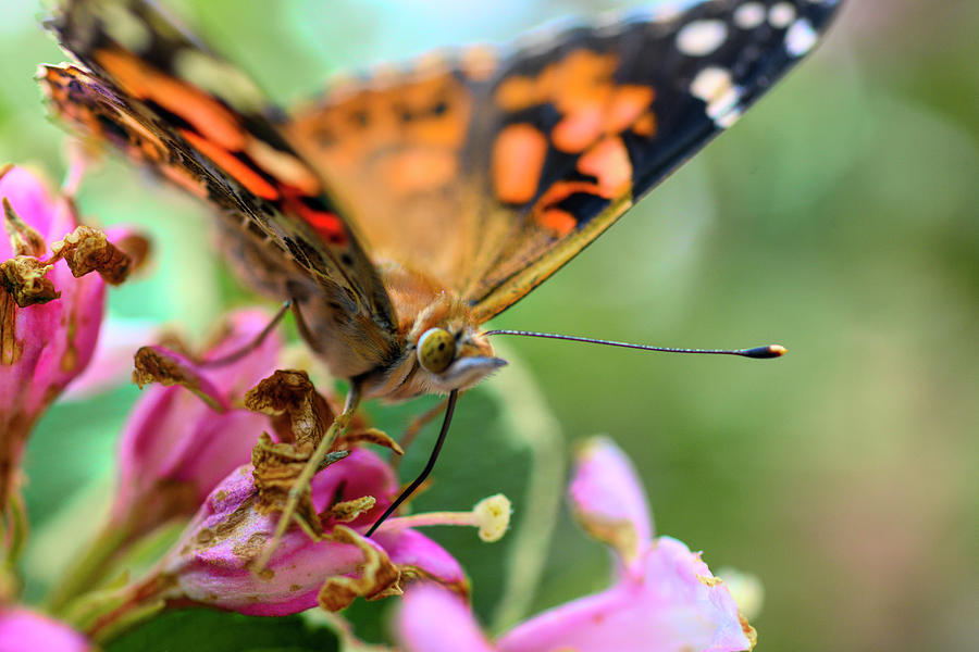 Painted lady butterfly feeding Photograph by Dan Friend