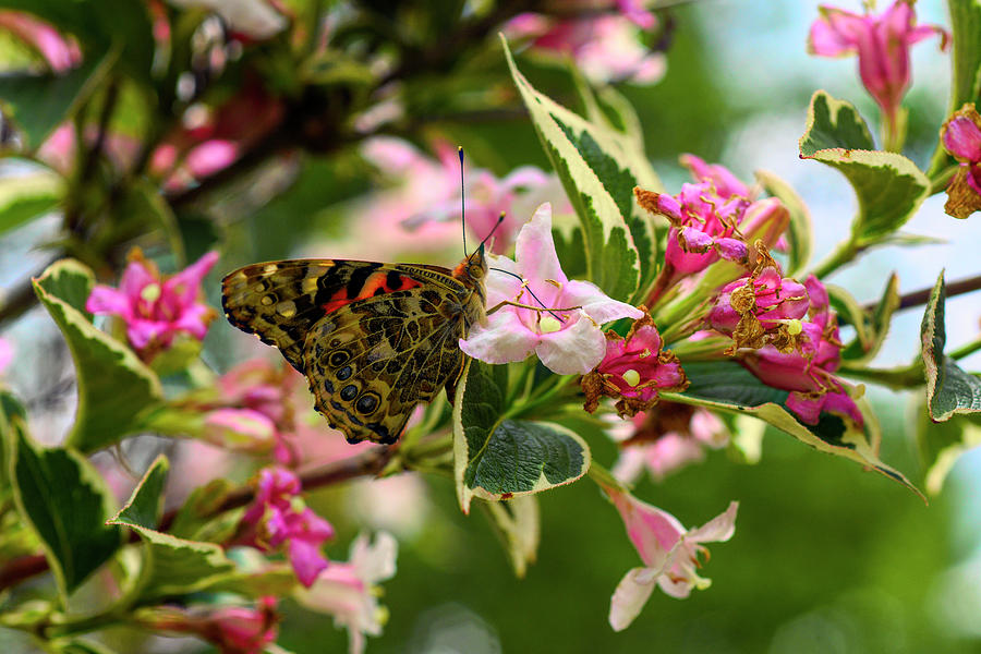 Painted lady butterfly feeding on a pink and white flower Photograph by Dan Friend