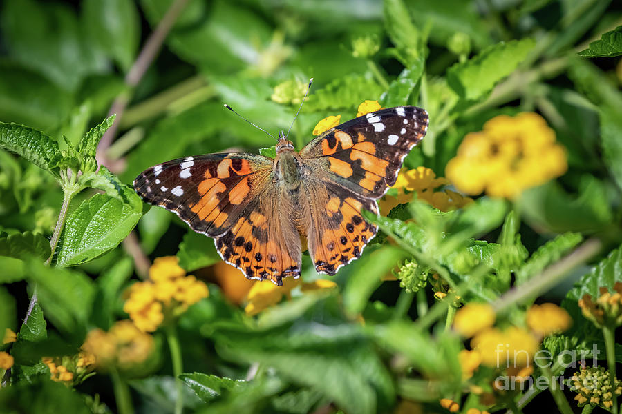 Landscape Photograph - Painted lady butterfly in garden greenery by Richard Smith Landscape Photograph - Painted lady butterfly in garden greenery by Richard Smith