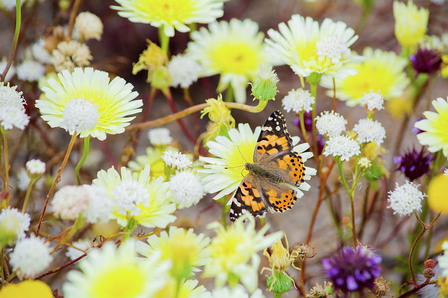 Painted Lady Butterfly Joshua Tree Photograph by Kyle Hanson