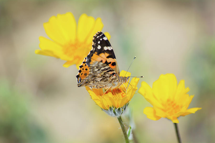 Painted Lady Butterfly Photograph by Kyle Hanson