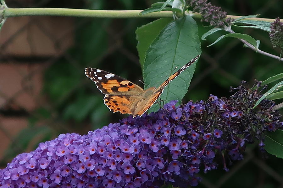 Painted Lady Butterfly On A Flower Of Budleia Davidii Photograph