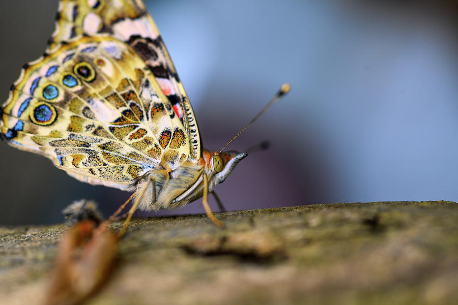 Painted lady butterfly on a stick Photograph by Dan Friend
