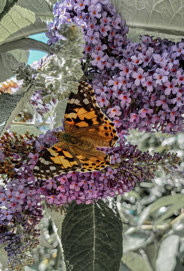 Painted Lady Butterfly On Buddleia Flowers Photograph by Richard Brookes