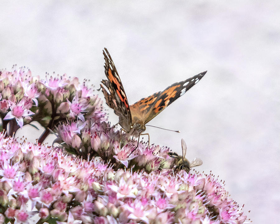 Painted Lady Butterfly on Flowering Sedum Matrona #1 Photograph by Patti Deters