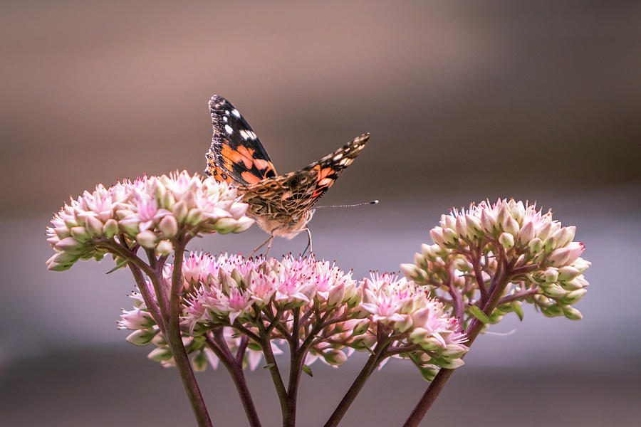 Painted Lady Butterfly On Flowering Sedum Matrona #3 Photograph by Patti Deters