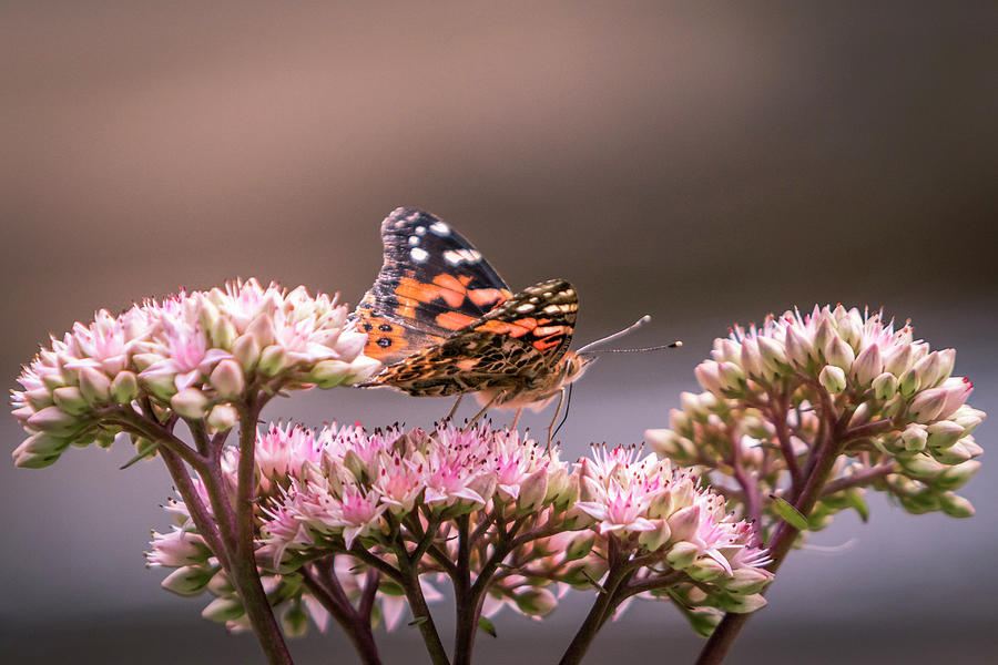 Painted Lady Butterfly On Flowering Sedum Matrona #4 Photograph by Patti Deters