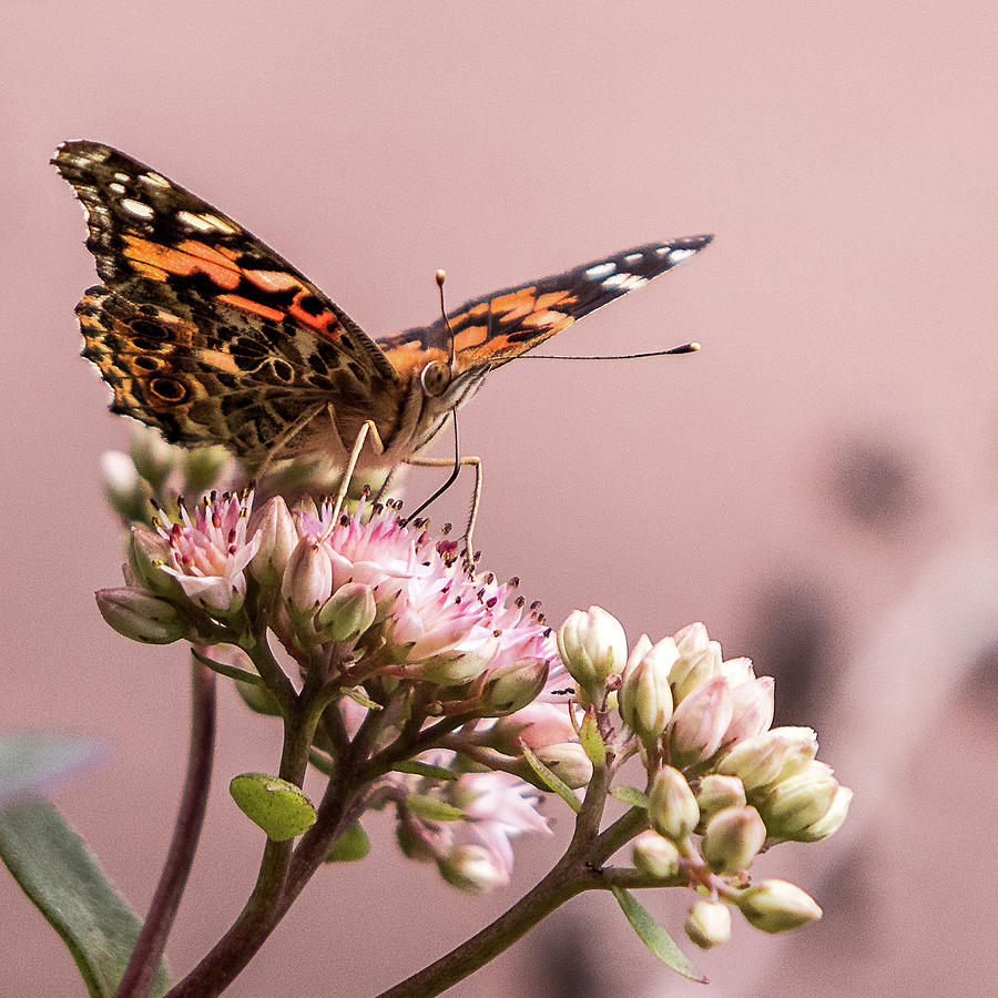 Painted Lady Butterfly On Flowering Sedum Matrona #5 Photograph by Patti Deters