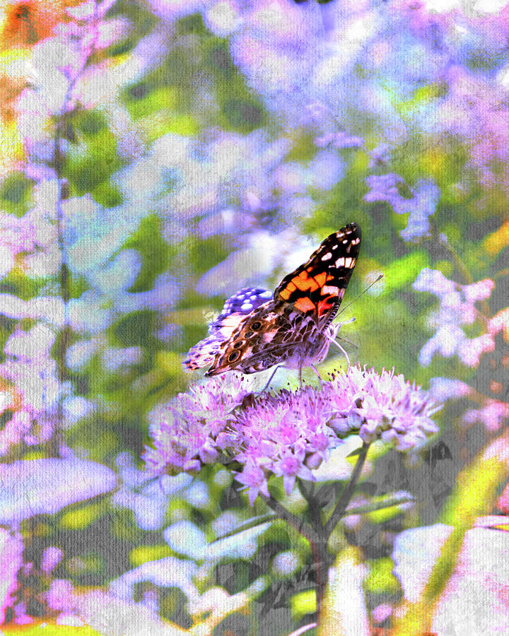 Painted Lady Butterfly On Flowering Sedum Matrona #6 Photograph by Patti Deters