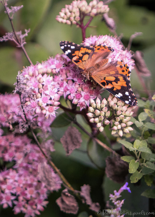 Painted Lady Butterfly On Flowering Sedum Matrona #7 Photograph by Patti Deters