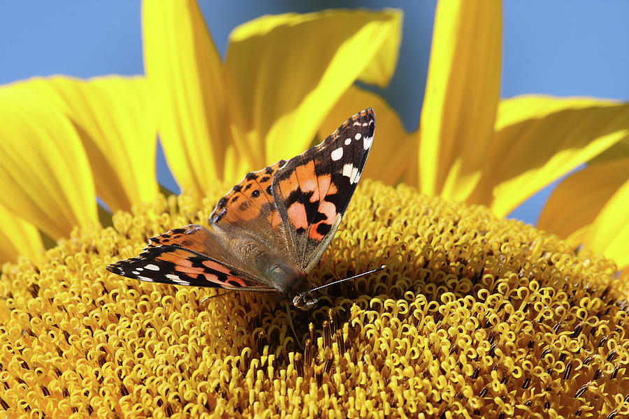 Painted Lady Butterfly on Sunflower Photograph by Peggy Collins