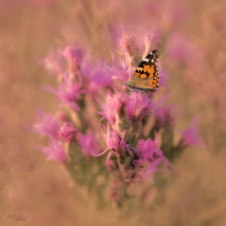 Painted Lady Butterfly on Wildflower Photograph by Karen Slagle