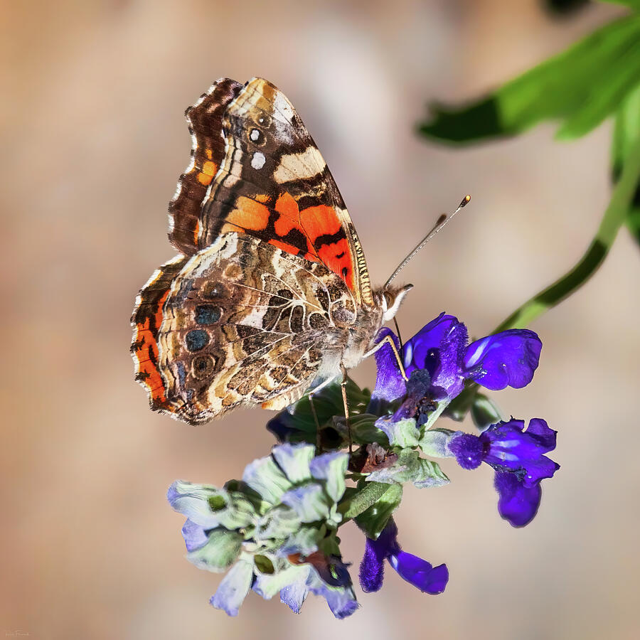Painted Lady Butterfly Photograph by Rick Furmanek