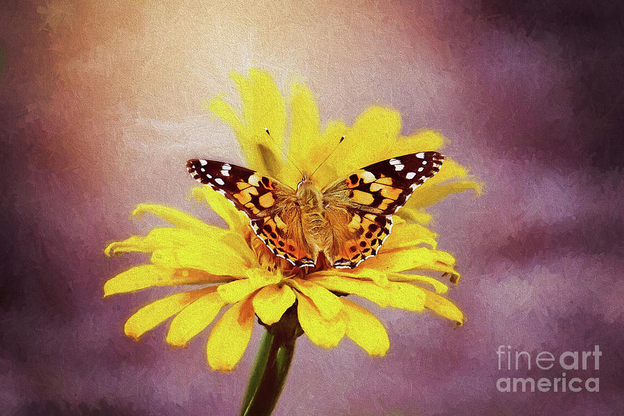 Painted Lady Butterfly Digital Art by Sharon McConnell