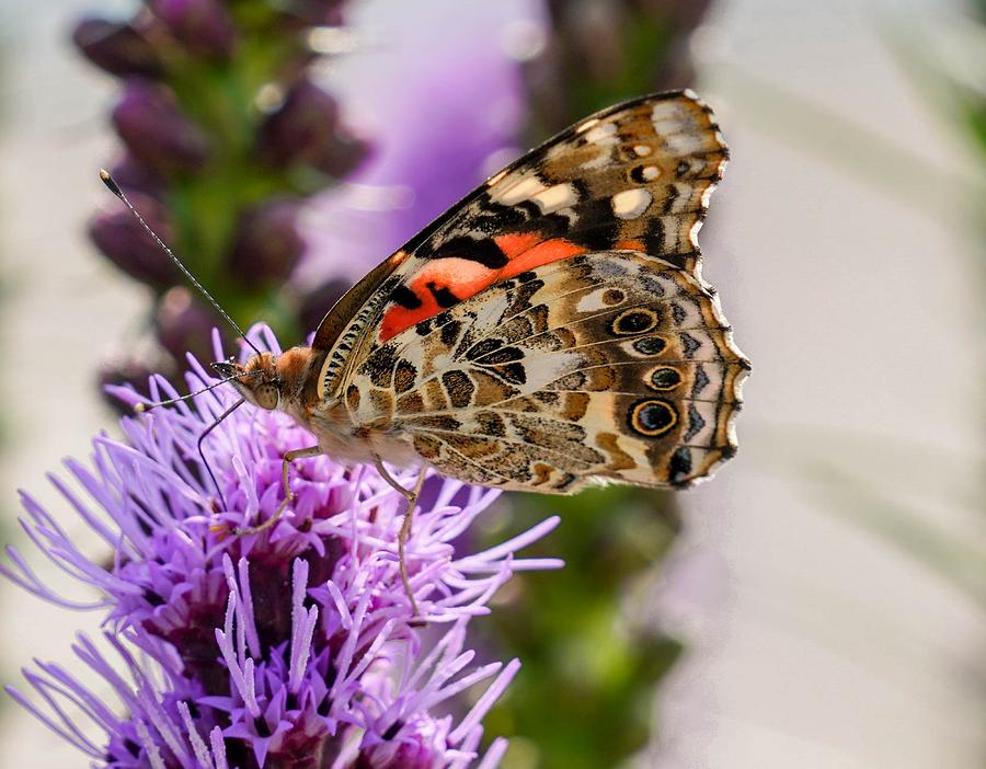 Painted Lady Butterfly Photograph by Susan Rydberg