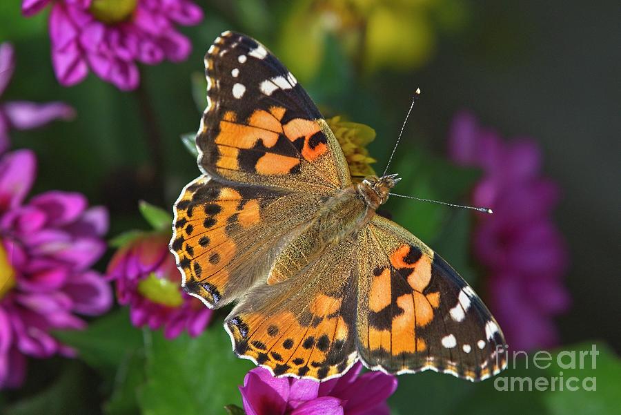 Painted Lady Butterfly  Vanessa cardui Photograph by Martyn Arnold