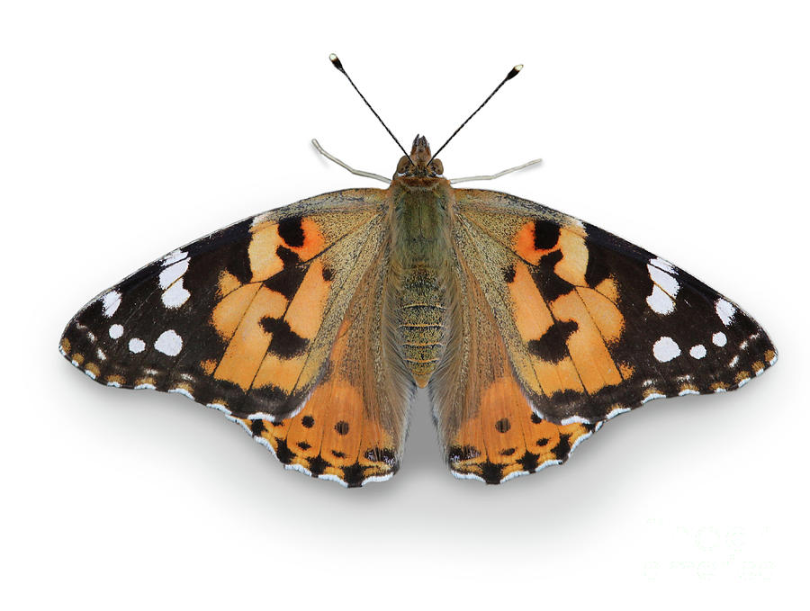 Painted Lady Butterfly Photograph by Warren Photographic
