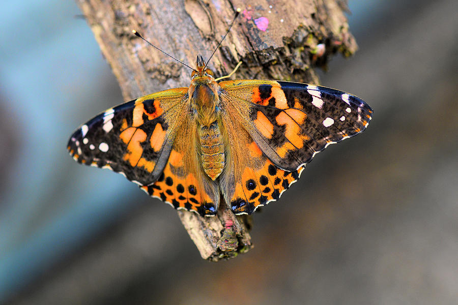 Painted lady butterfly wing spread out on a log Photograph by Dan Friend